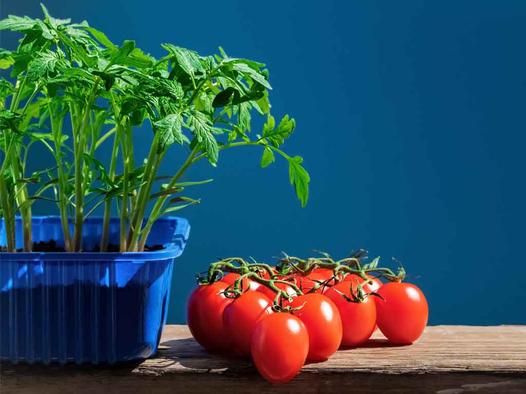 Uzgoj mini povrtnog vrta: Uzgoj rajčice