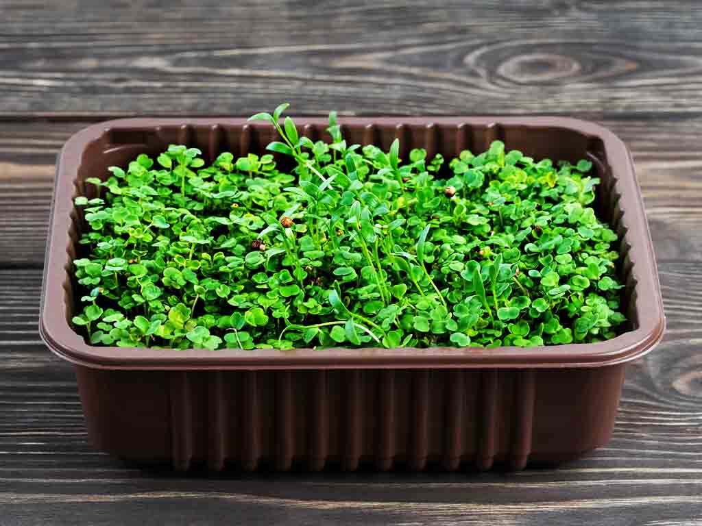 Uzgoj mini povrtnog vrta: Uzgoj začinskog bilja