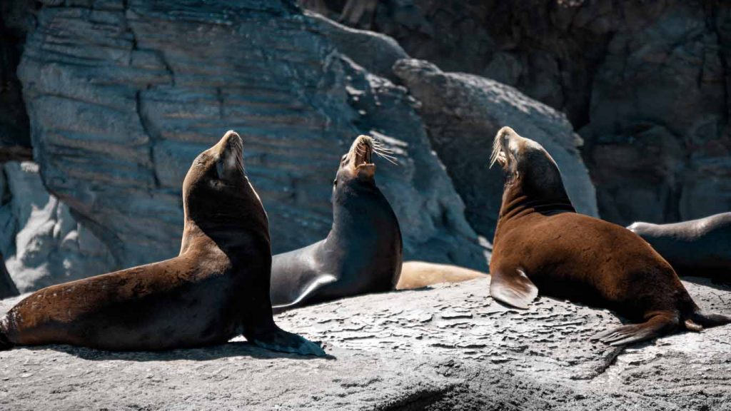 10 činjenica o tuljanima - tuljani na kopnu