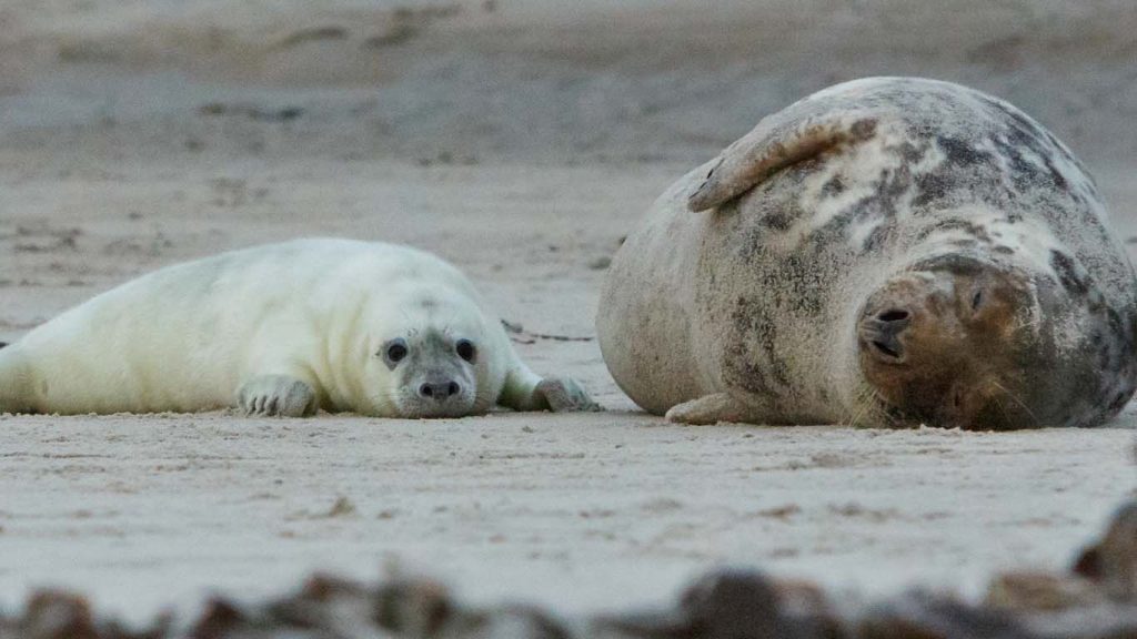 10 činjenica o tuljanima - tuljanica i mladunac