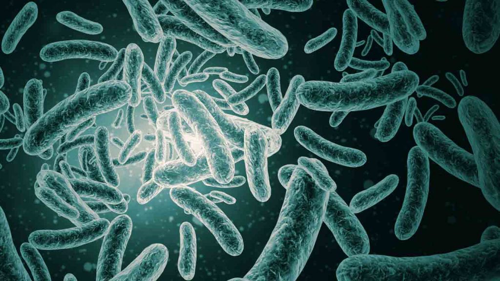 Najmanja bića - bakterije