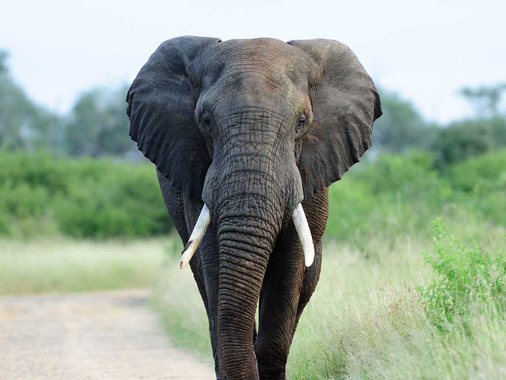 Najveće živuće kopnene životinje - Afrički slon